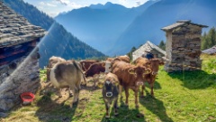 Formaggio Alpe Magnello Alpe Magnello